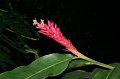 Tropical_island_032