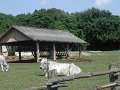 11_Indische_Kuh