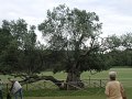 24_alter_Olivenbaum