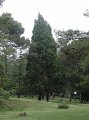 29_Baum