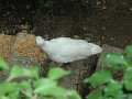 30_Ente