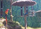 36_papageien_im_marineland