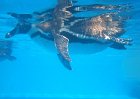 44_swimming_pinguin